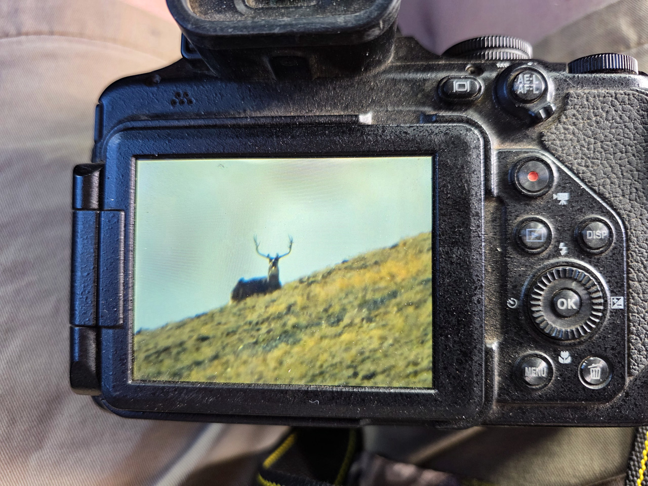 Skylined buck on mt Ellen