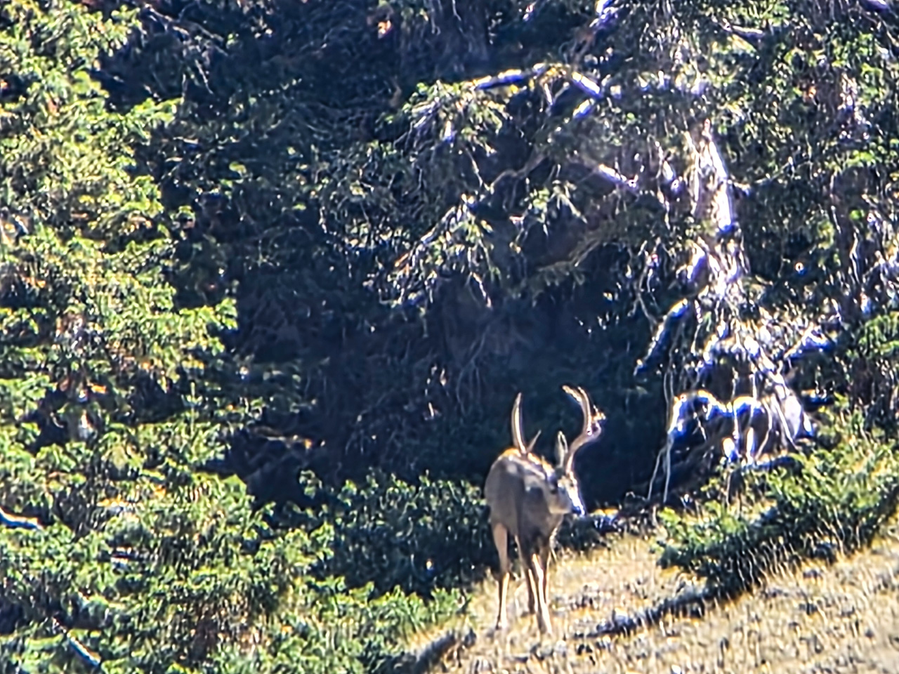 3-point with cheaters