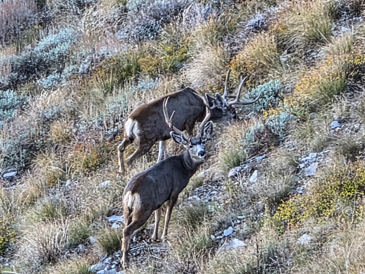 3-point with cheaters