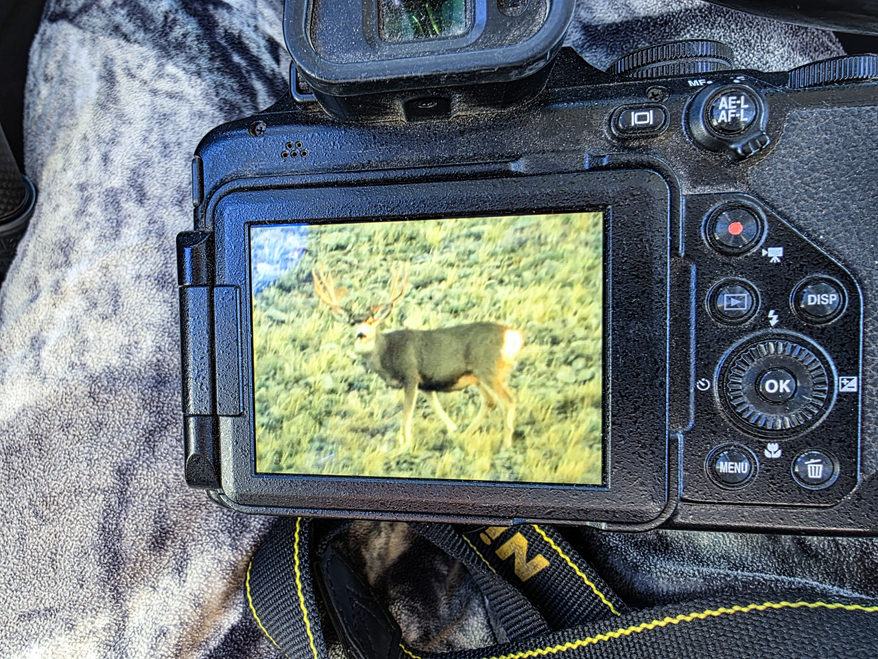 My 2025 Henry Mtn Buck