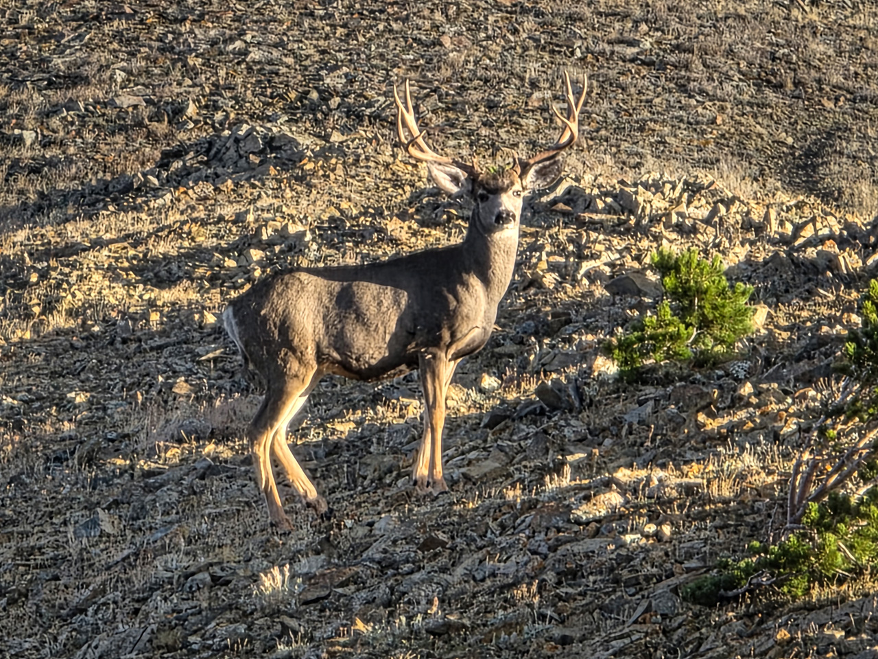 Roadside buck on Mt Ellen